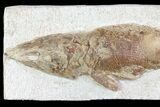 Detailed & D Fossil Fish - Goulmima, Morocco #72869-2